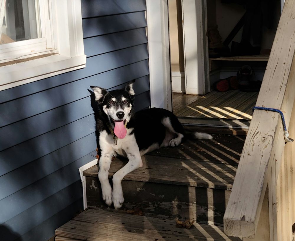 A black and white husky lies on the wood porch of a blue house