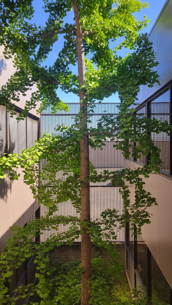 A ginko tree growing in a gap between two buildings. The square hard edges contrast nicely, along with the material repetitive pattern of tall iron fencing, against the greens and curves of the trees branches