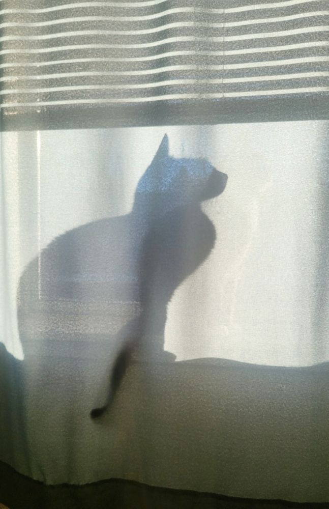 Silhouette of my cat in the windowsill, lit against the curtain