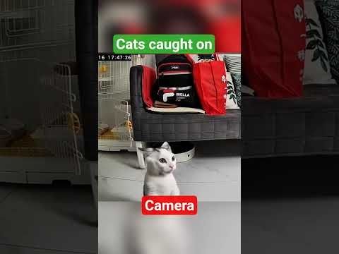 📸 Funny Cats Busted on Home Security Footage! 😹