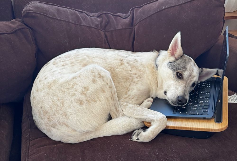 Dog laying on couch with his head resting on an open laptop