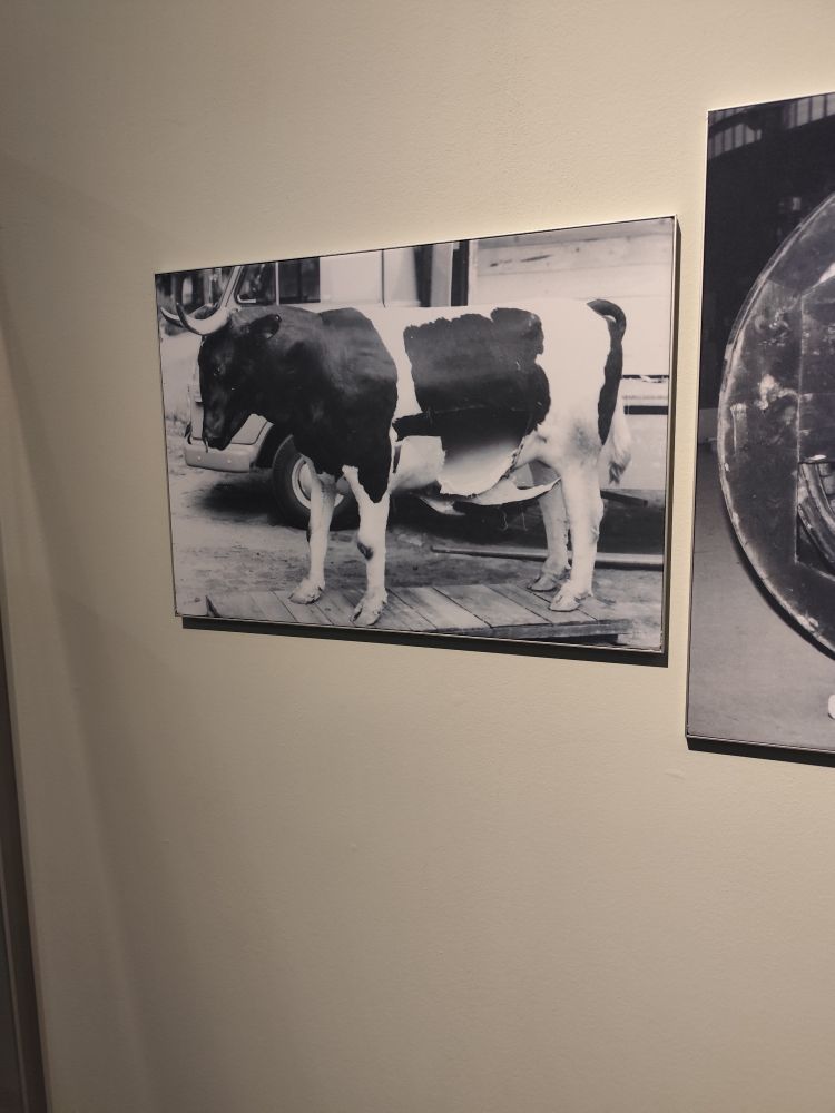 Photo en noir et blanc d'une vache en papier mâché ayant servi 2 fois pour des évasions d'Allemagne de l'Est