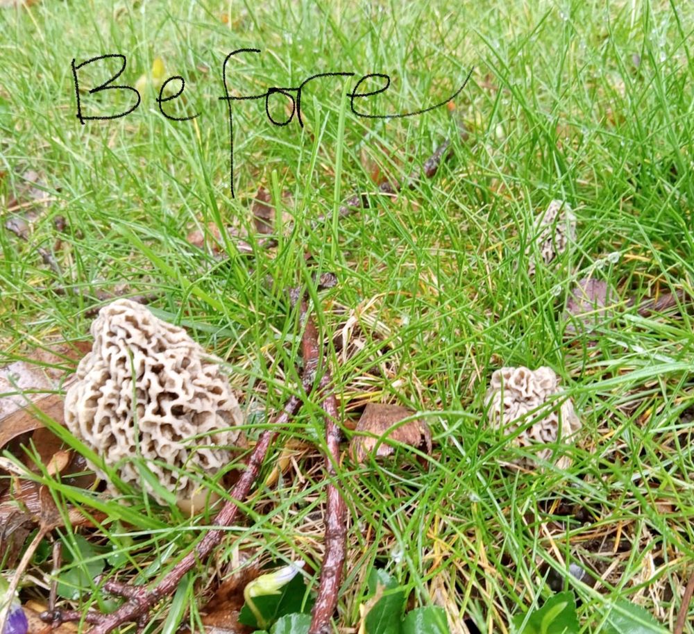 Small patch of morel mushrooms 