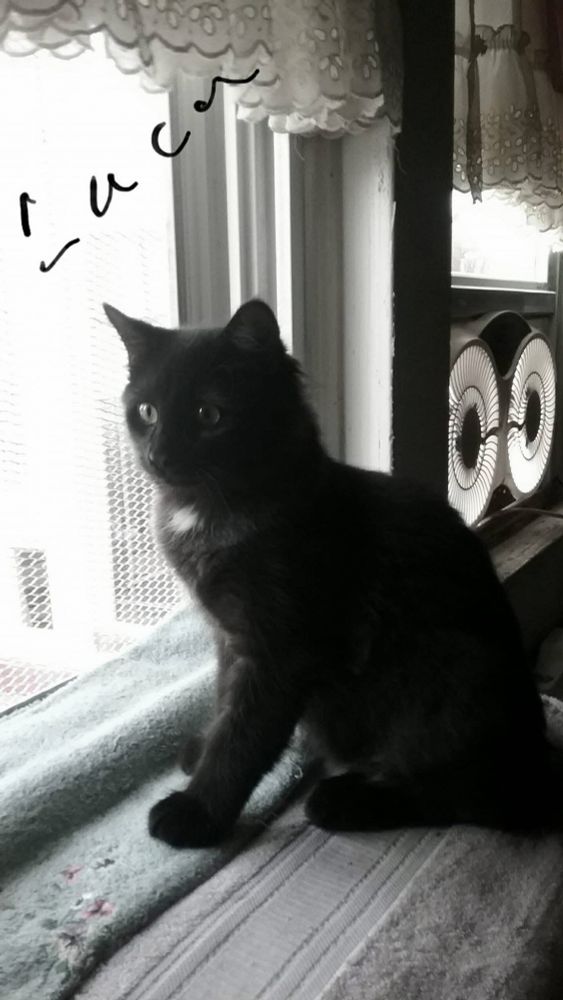 Black, adolescent cat with a small white tuft on his chest. It’s a black and white photo with the word “Luca” handwritten on it.