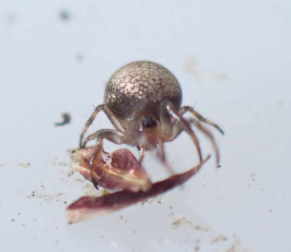 Ray Spider Theridiosoma gemmosum showing its almost spherical abdomen with plates of silvery guanine showing through the cuticle.