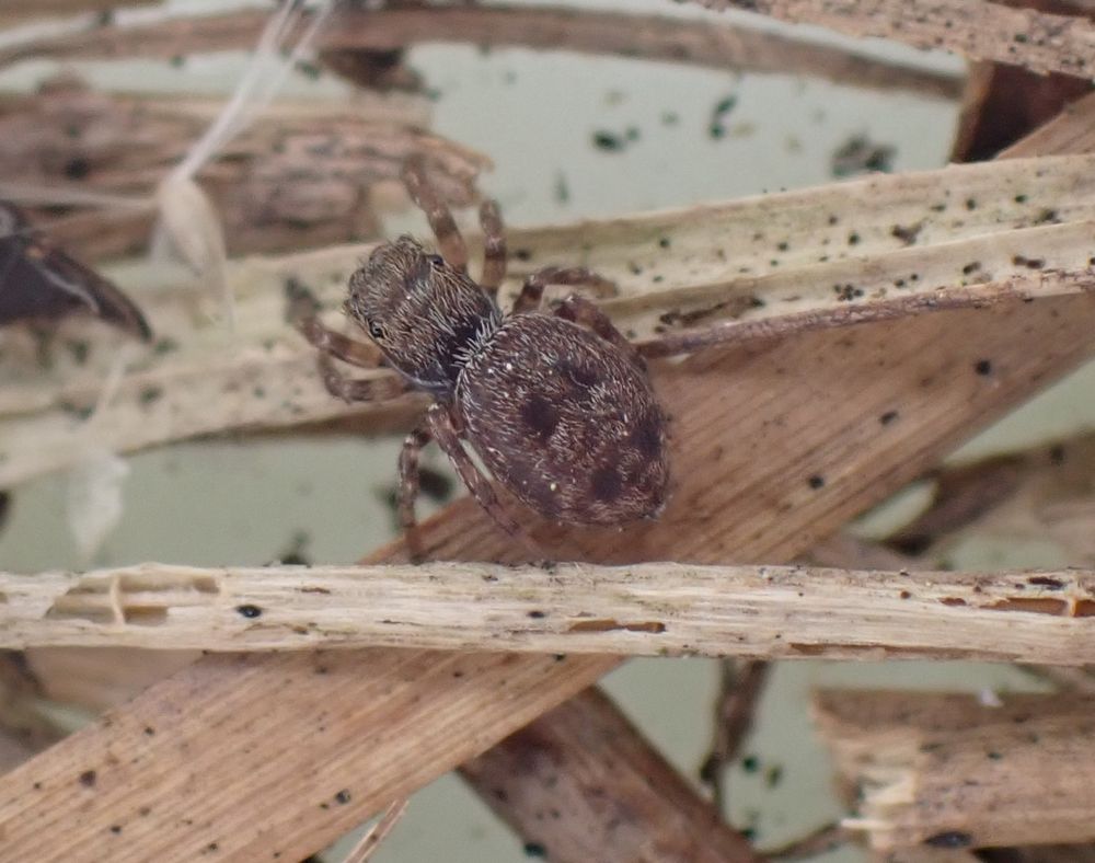 Attulus (Calositticus) caricis
