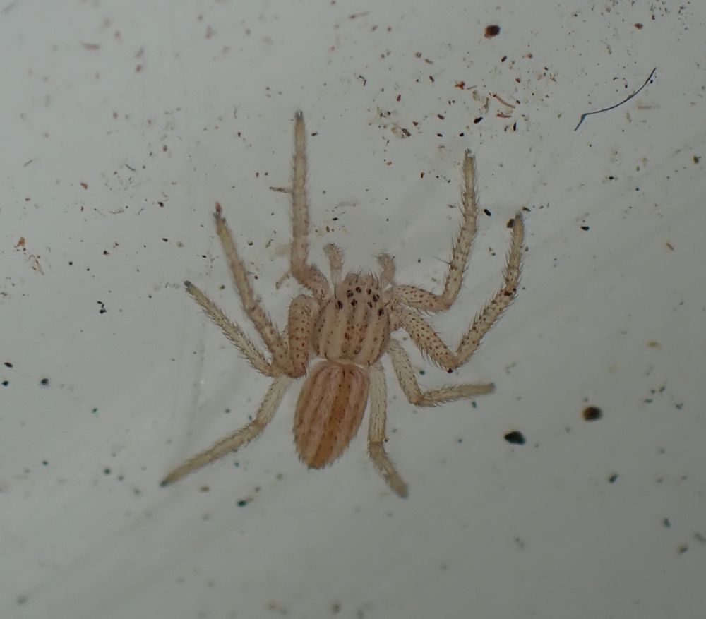 Tiny immature Thanatus striatus