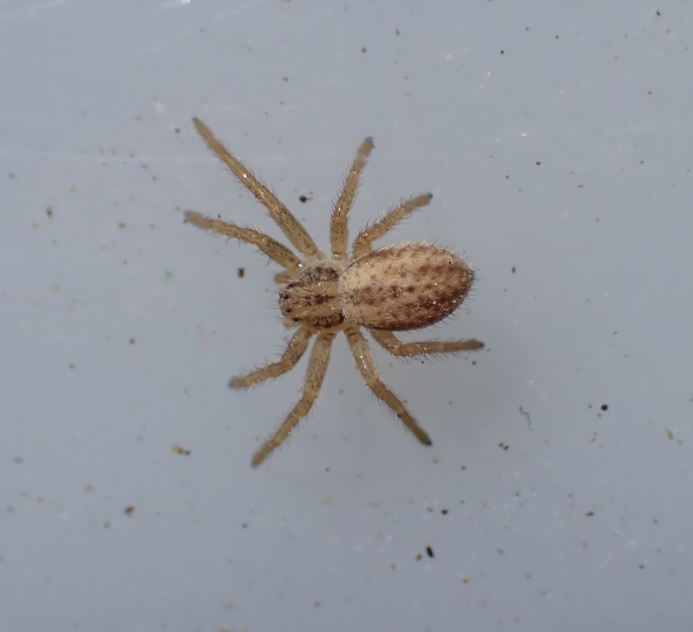 Thanatus striatus
