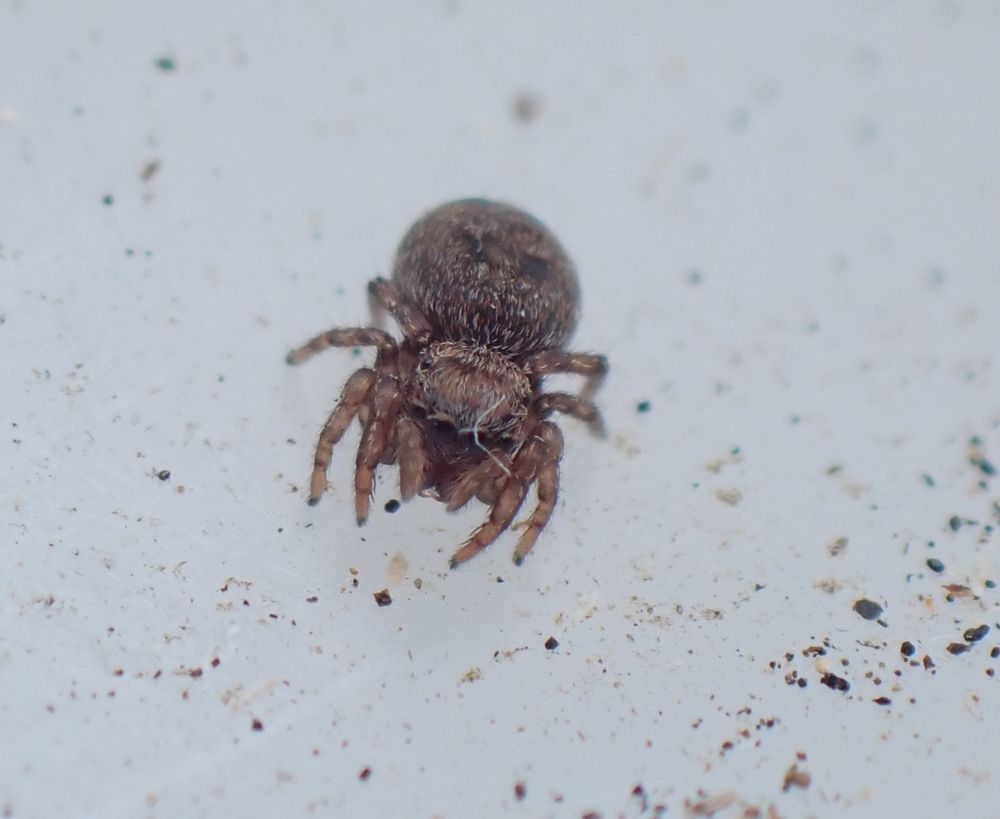 Attulus caricis