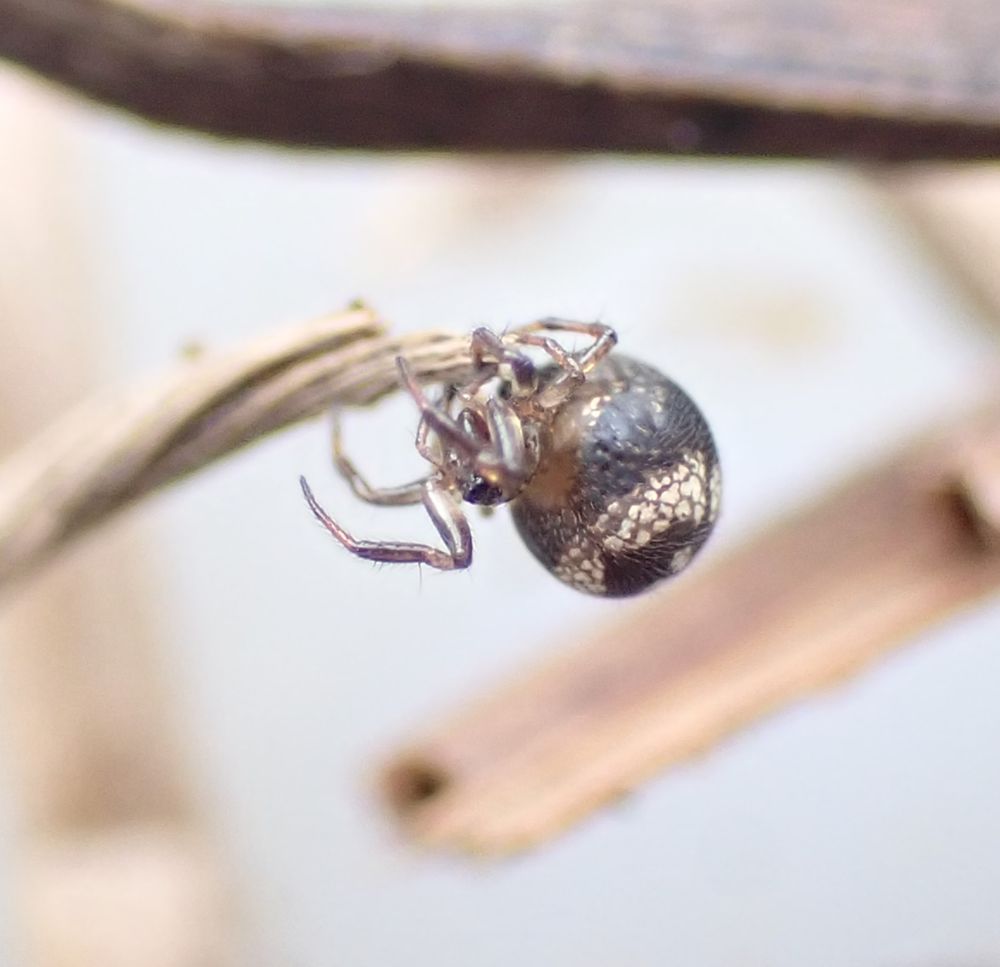 A different pattern variant of Ray Spider Theridiosoma gemmosum with more dark pigmentation between areas of silvery guanine on the abdomen.