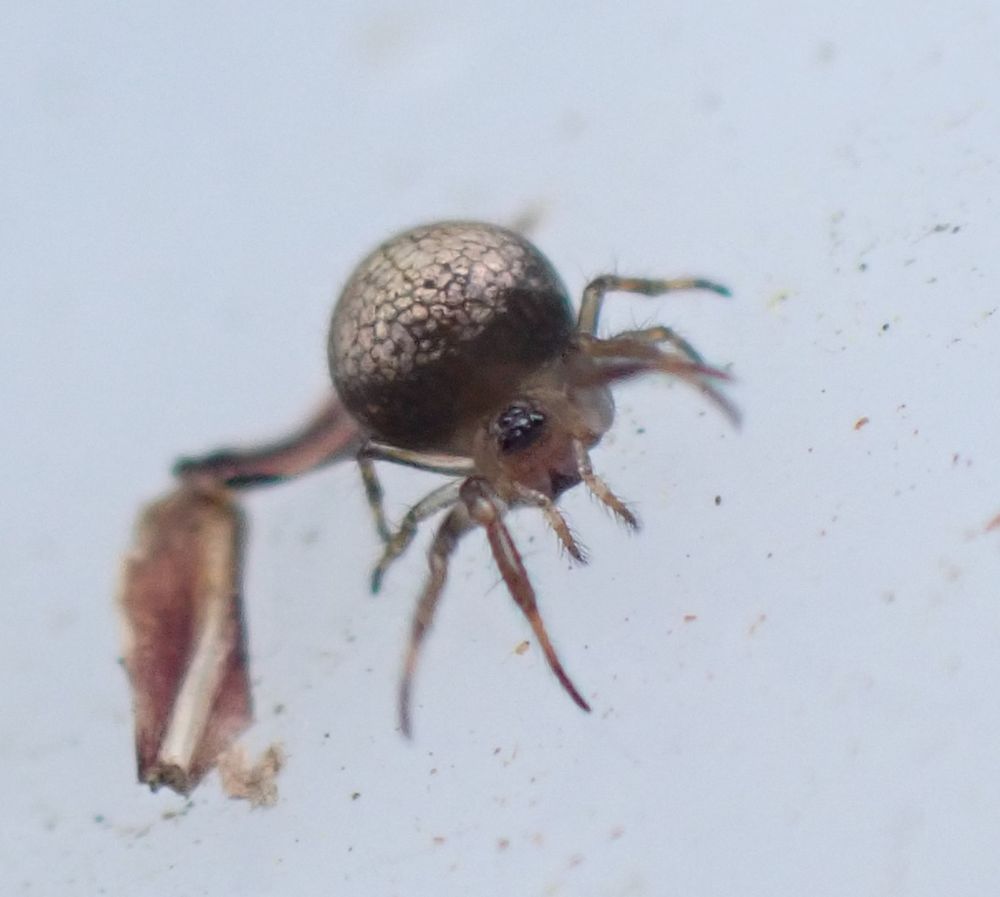 Ray Spider Theridiosoma gemmosum showing its almost spherical abdomen with plates of silvery guanine showing through the cuticle.