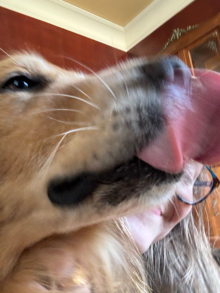 dog licking my face 