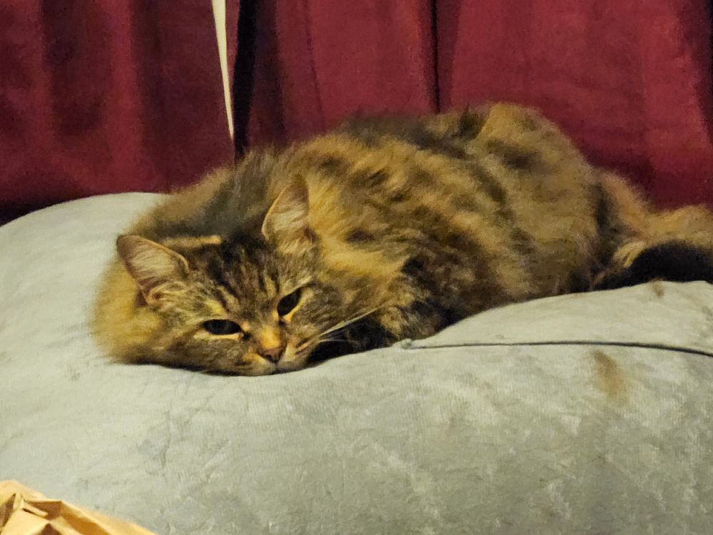 Bitsa cat being flat on top of an inflatable back rest thing I don't actually know what it's called 