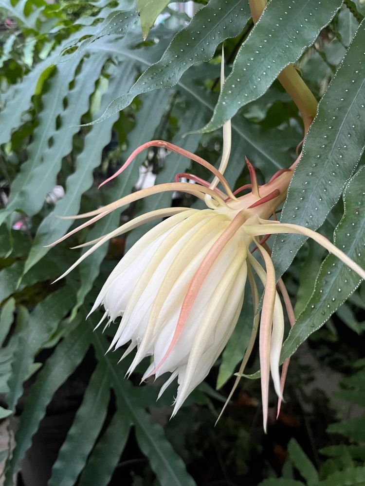 A multitude of blue, deeply divided Hare's Foot Fern fronds (covered with lines of white dots that mark where golden spore clusters sit on the back of the leaves), are interrupted by the hand-sized flower of a Queen of the Night cactus. The flower is still opening, but it is white at the centre with a fringe of slim blush-toned petals. While closed it somewhat resembles a spider-petalled chrysanthemum, though by the time it opens it will be glorious beyond compare with any other flower. The latin name of the fern is Phlebodium aureum; the succulent is Epiphyllum oxypetalum, and it's a succulent tropical epiphyte more than a cactus, though sometimes it does produce some crafty very-fine spines in its leaf scallops, to torment its custodian.
