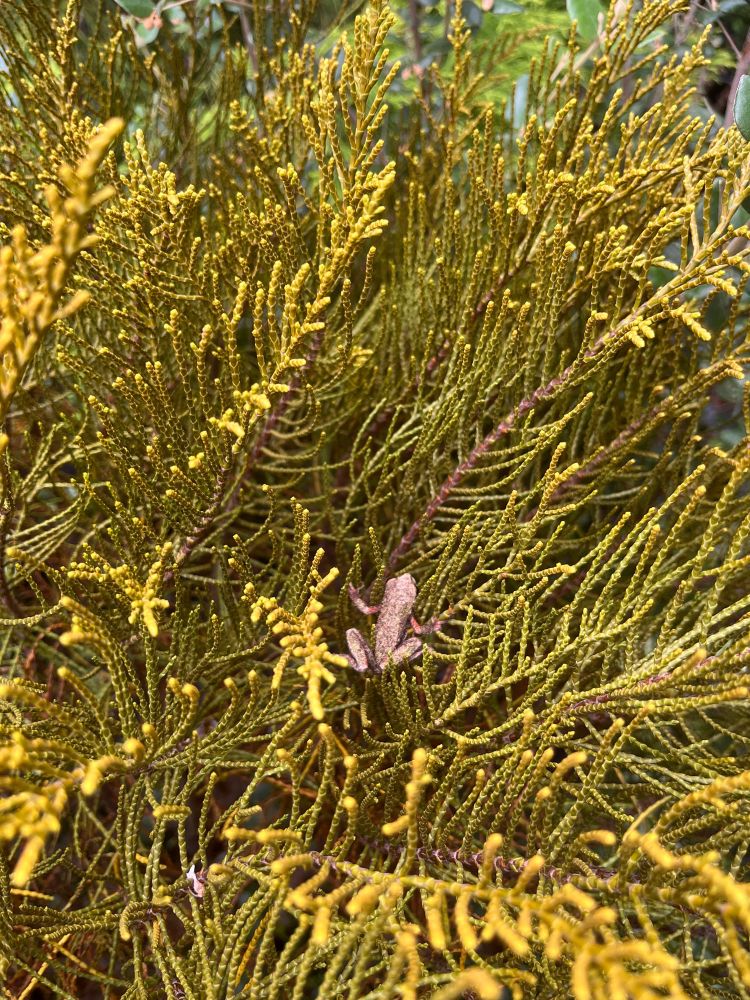 A tiny brown Pacific Chorus frog (Pseudacris regilla) sits amidst the brassy braided-cord-looking branches of a Hebe ochracea shrub that fill the rest of the frame. The frog has a scrawny you g-adolescent look to its frame. There is a matte look to the wee frog because of a thin layer of doubtless uncomfortable potting soil; a misplaced hop onto my potting bench led to a complete accidental dusting.