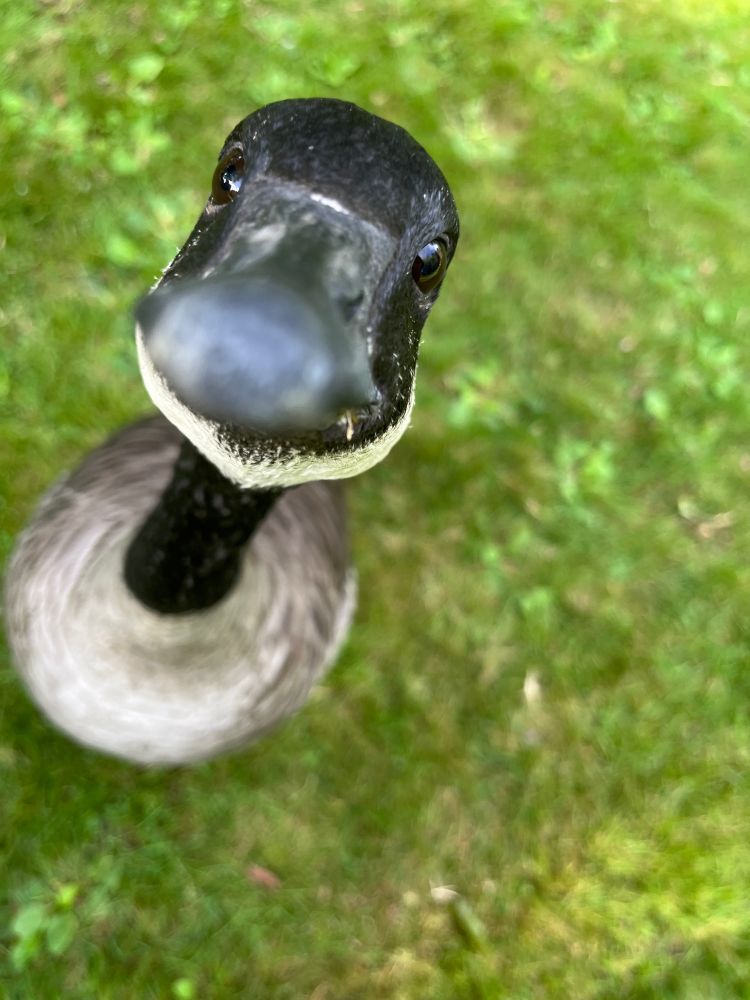 A Canada Goose stands, bill fully extended to chest height on me, eyes a-bulge and appearing mostly snout due to the foregrounding of the bill in the camera's field of vue. It is clearly expecting food, willingly or unwillingly provided. There is definitely a Jurassic Park velociraptor vibe, the sense that while I'm locking gazes with this one, the other ones are picking my pocket and then waddling off to get french fries and ice cream from the nearby seaside diner.