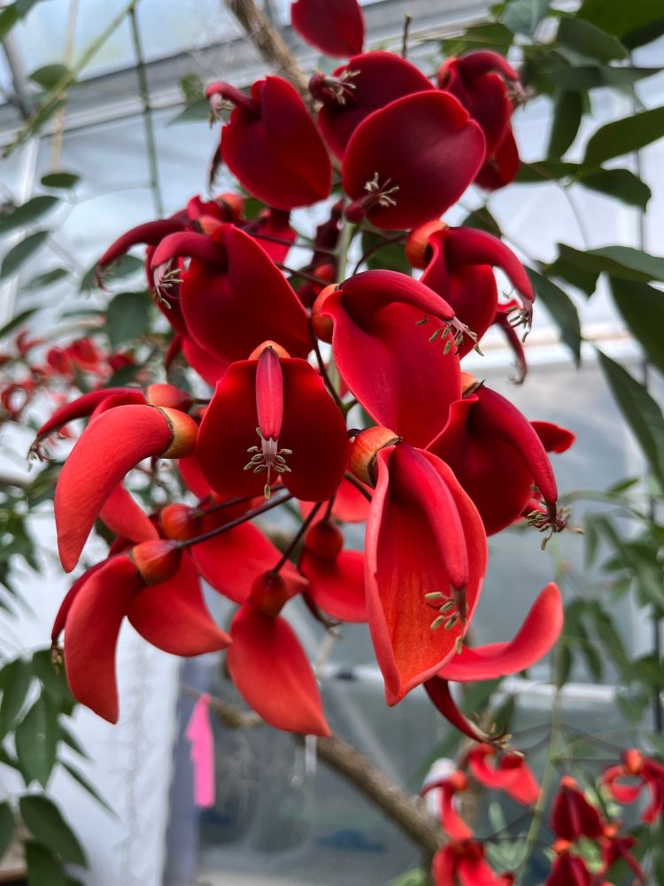 A panicle of red flowers hangs from a sparse green-leaved tree in a greenhouse. The flowers have a large central petal that folds open to reveal a beaky central tube, also red, tipped by a cluster of whiskery stamens at the tip, like a muppet. I am always tempted to add some googly eyes at the base of the beak! It's quite an elegant little tree, the leaves are a lovely green and the flower panicles, sometimes quite long, droop down to eye level from the branch tips. It's sparse because it was a martyr to thrips this year though, I had to partially defoliate it to get them under control, which was annoying because the leaves have little barbs at the tip of the petiole where it meets the leaflet. Normally it's a lovely umbrella of leaves tipped with long bloom chains. I considered it a shrub when I sowed the seed, but I once saw one growing as a sturdy tree bigger than a bungalow in a front yard in Brisbane. Not hardy here in Canada, alas, so we have to dig it up at the end of the season and bring it in to winter warmth, on the years it is on display.