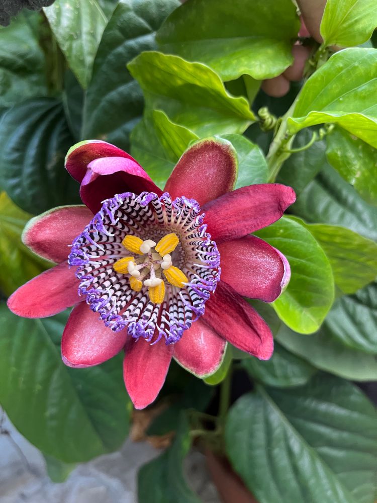 Green deeply veined leaves with a quilted texture are the backdrop for a Giant Grenadilla flower, aka Passiflora quadrangularis. It is a striking bloom! Deep burgundy petals surround wiggly corona filaments that are striped purple and white. Six utterly pollen laden anthers surround four white stigmas that have burgundy stem speckling. It's a bonkers flower, it looks like some tropical anemone that would host clownfish or something. Very fragrant; it's the national flower of Grenada and (if pollinated) grows an enormous long fruit, I've read, but that has never happened with this plant in 12 years, likely because I only have the hummingbirds at this time of year when it flowers, and they only want to feast on the surfeit of tubular flowers in the houses. I'm very fond of this plant!