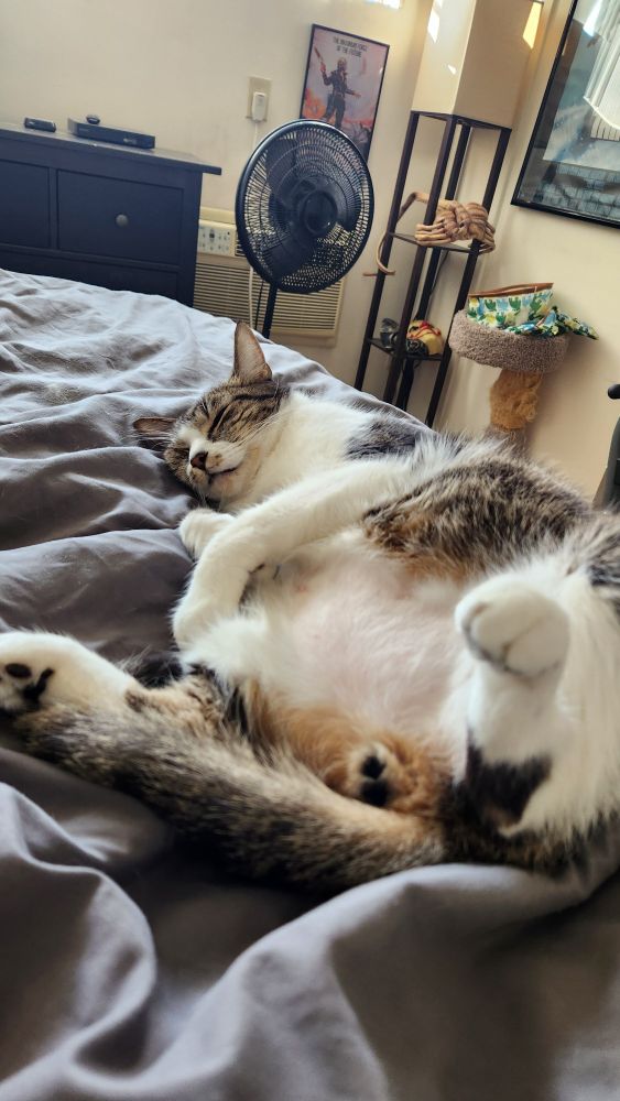 A gorgeous cat sleeping and exposing his pink belly 