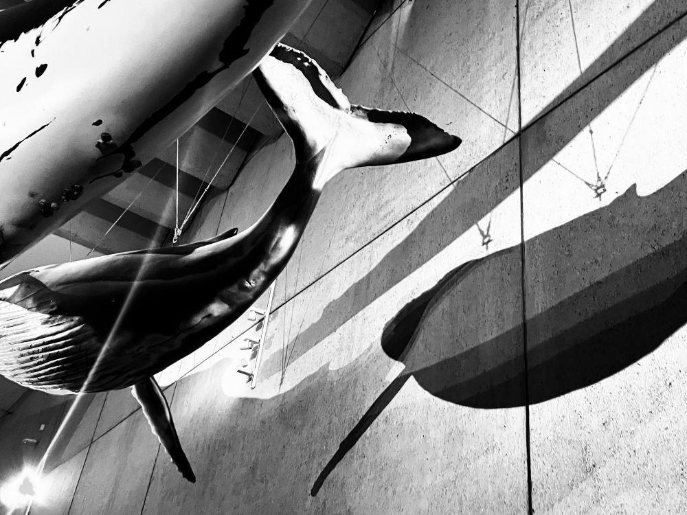 Whale sculptures at the Queensland Museum