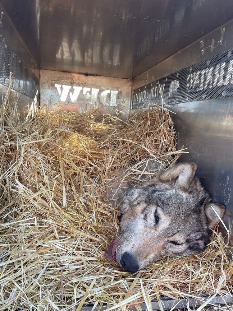 wolf asleep in a crate filled with straw