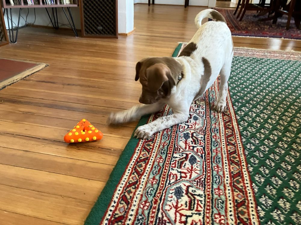 Small white and brown dog in play bow on green rug, full of mischief 