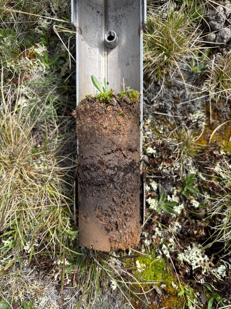 alpine soil profile