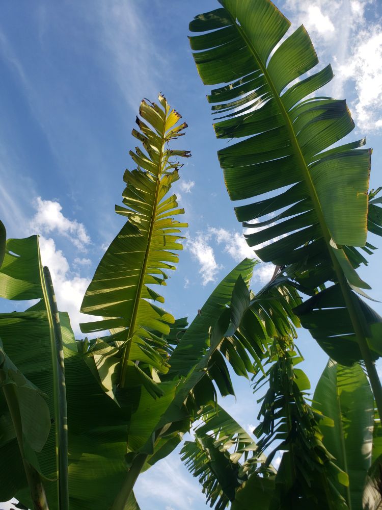 Imagem de folhas de bananeiras verdes, luz solar amarelada e no fundo céu azul com poucas nuvens.