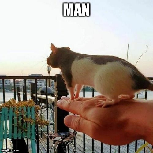 A black and white rat being carried on someone's hand, they are looking out over what looks like a balcony to a cityscape. The image is captioned "man."