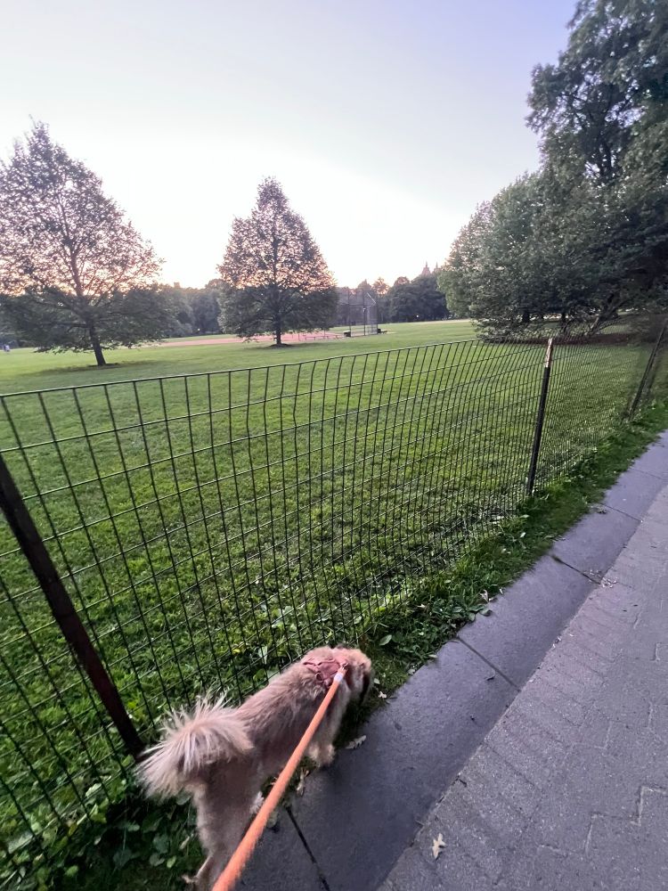 Evening walk on the great lawn with dog
