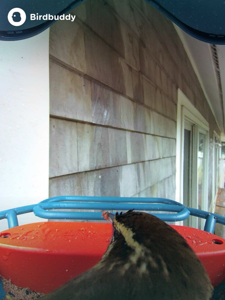A terrible shoot of a Carolina Wren from the back in a bird feeder making him look like a little lump with a stripe of feathers