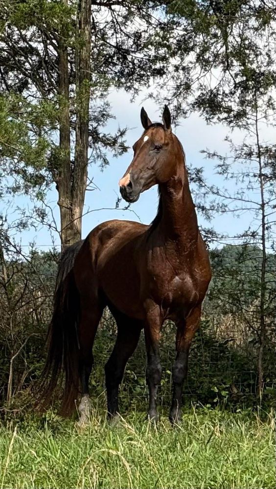 Akhal-Teke stallion Danny is the sire for two new rare Akhal-Teke pregnancies. 