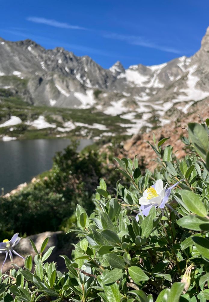 Columbine blossom nestled in a mountain willow.  There is a mountain lake down below and a line of snowy peaks in the background