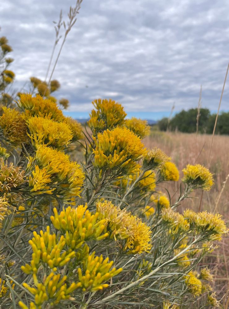 Shrub, known as rabbitbrush, with silver-green leaves and mustard yellow flowers. Prairie grass and cottonwood trees in the background.