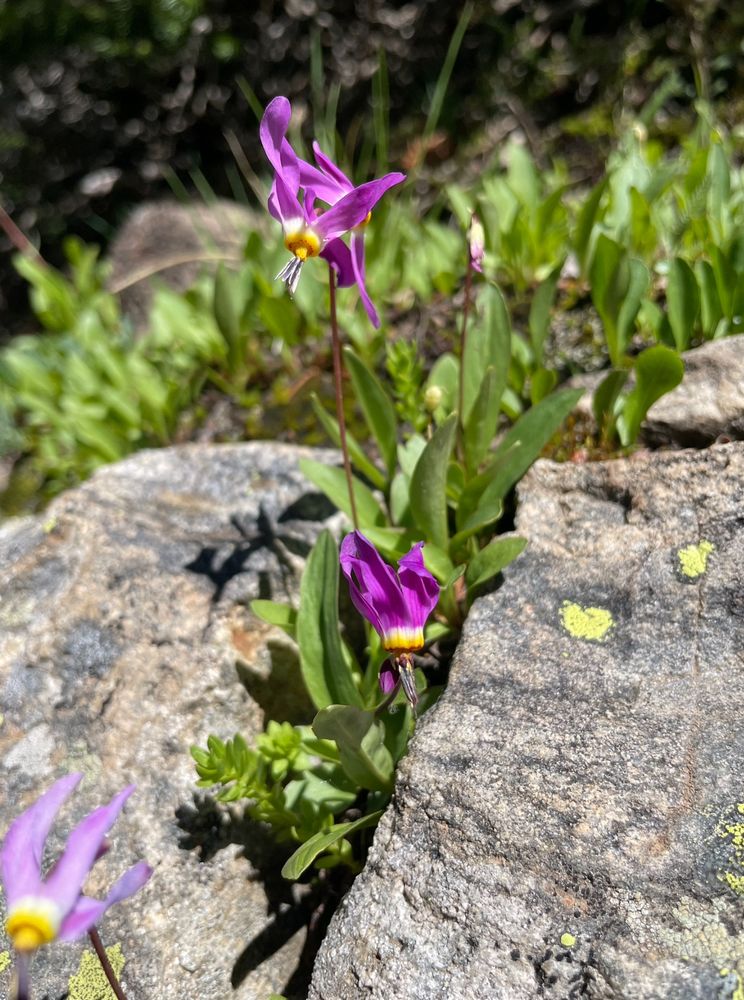 Tiny purple, yellow, and white flowers, known as shooting star flowers, grow in a narrow crevice between two rocks