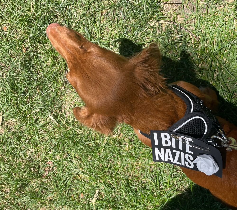Dachshund wears sign saying “I bite Nazis”