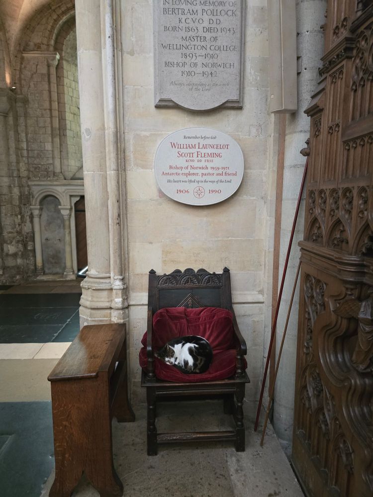 Cute kitty curked up on a chair inside the cathedral.