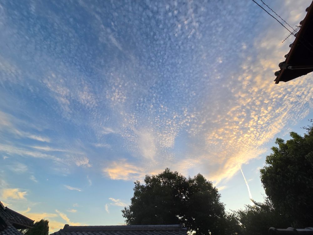 Blanket of yellow cloudlets  in a blue sky with trees and buildings on the edges of the image frame.
