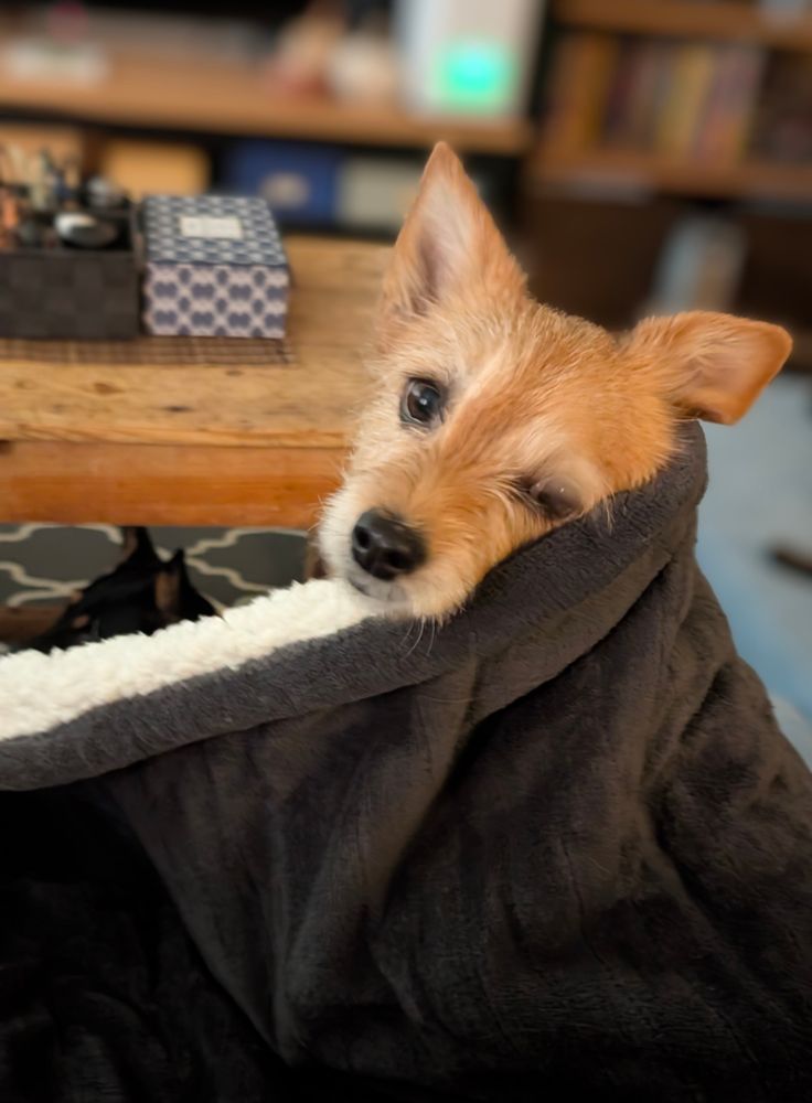 Small, tan colored fuzzy dog peeking out from below a warm blanket