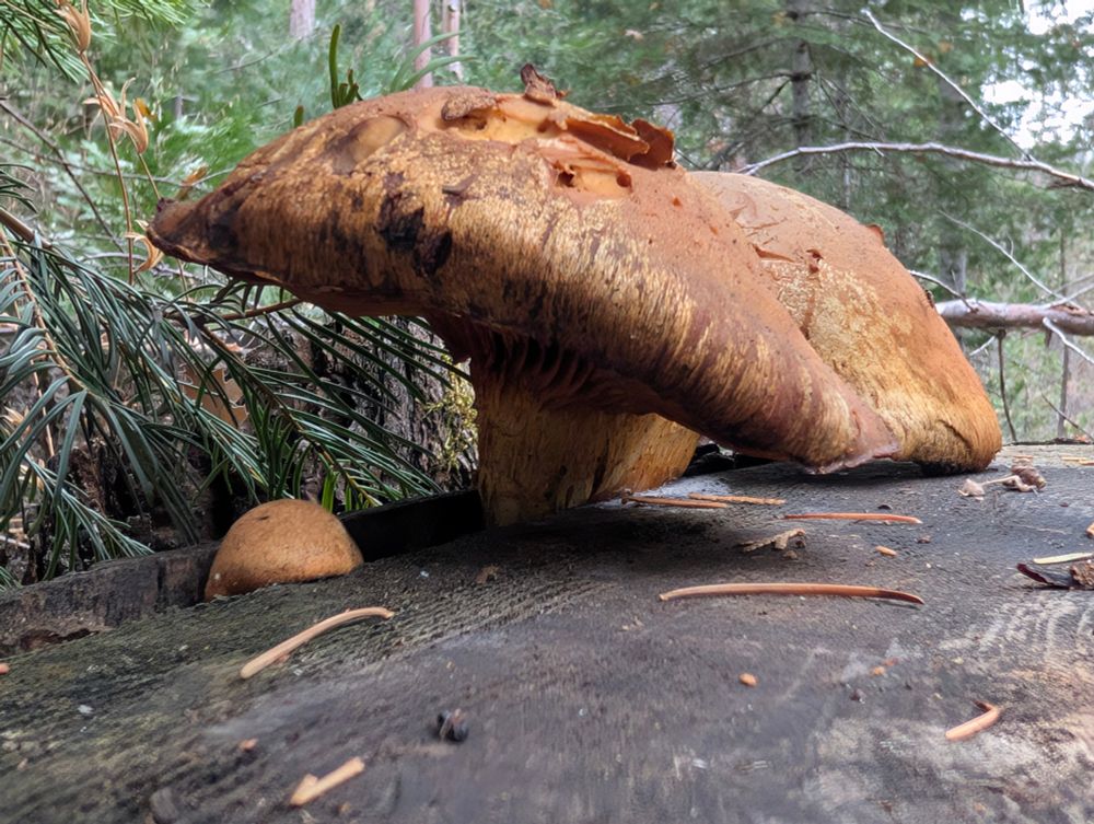 Close-up view of a mushroom on a tree stump