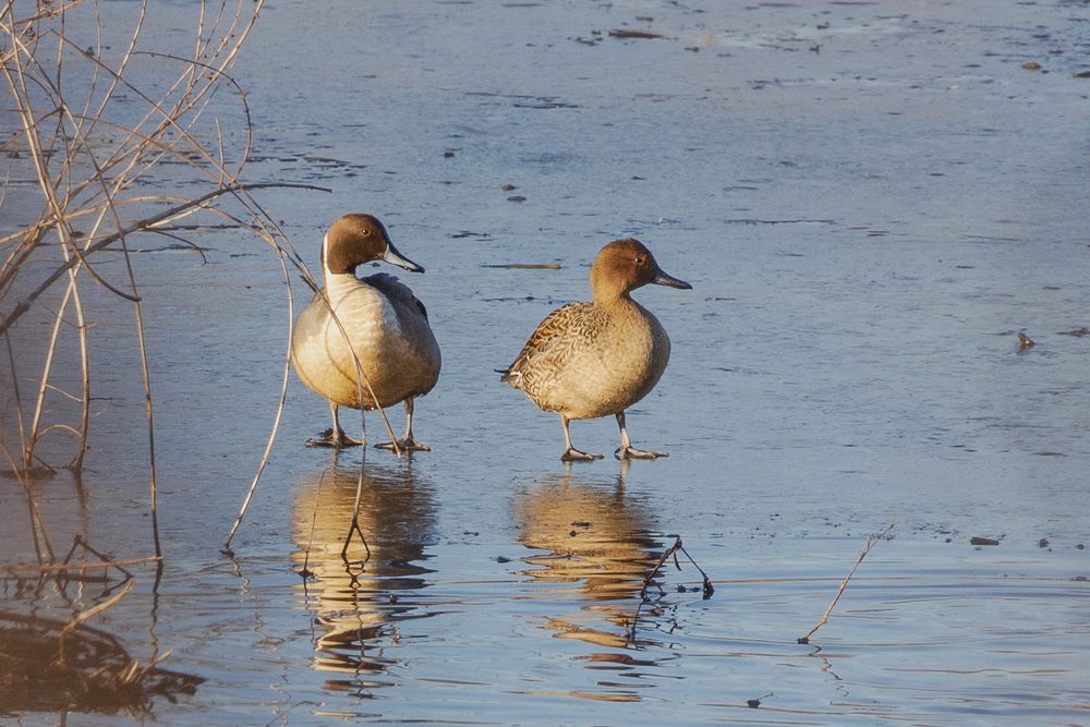 pair of northern pintails standing on ice