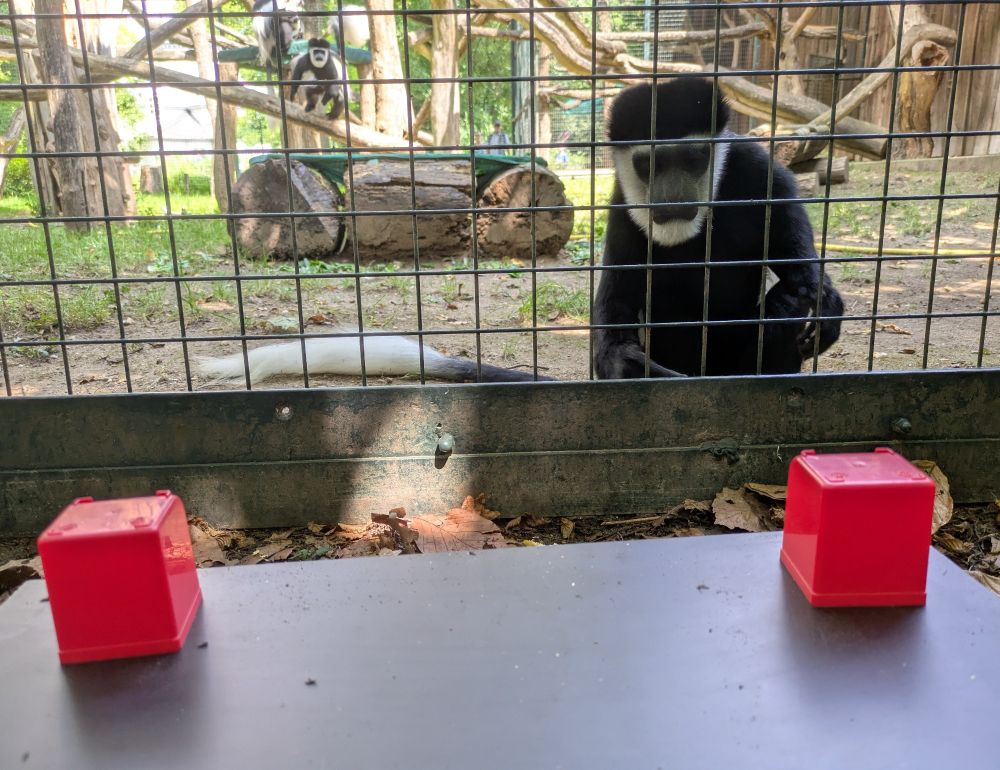 Colobus monkey (Colobus guereza) approaching a two-choice set up to test for its ability to infer the hiding location of a bait by exclusion.