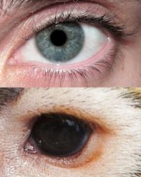 Human eye on top, squirrel monkey eye below. Little of the peri-iridal tissues are exposed in the squirrel monkey, which is now understood to derive from simply scaling constraints and human adaptations to horizontal scanning. There is no evidence for social cognition being tied to such differences in eye appearances.