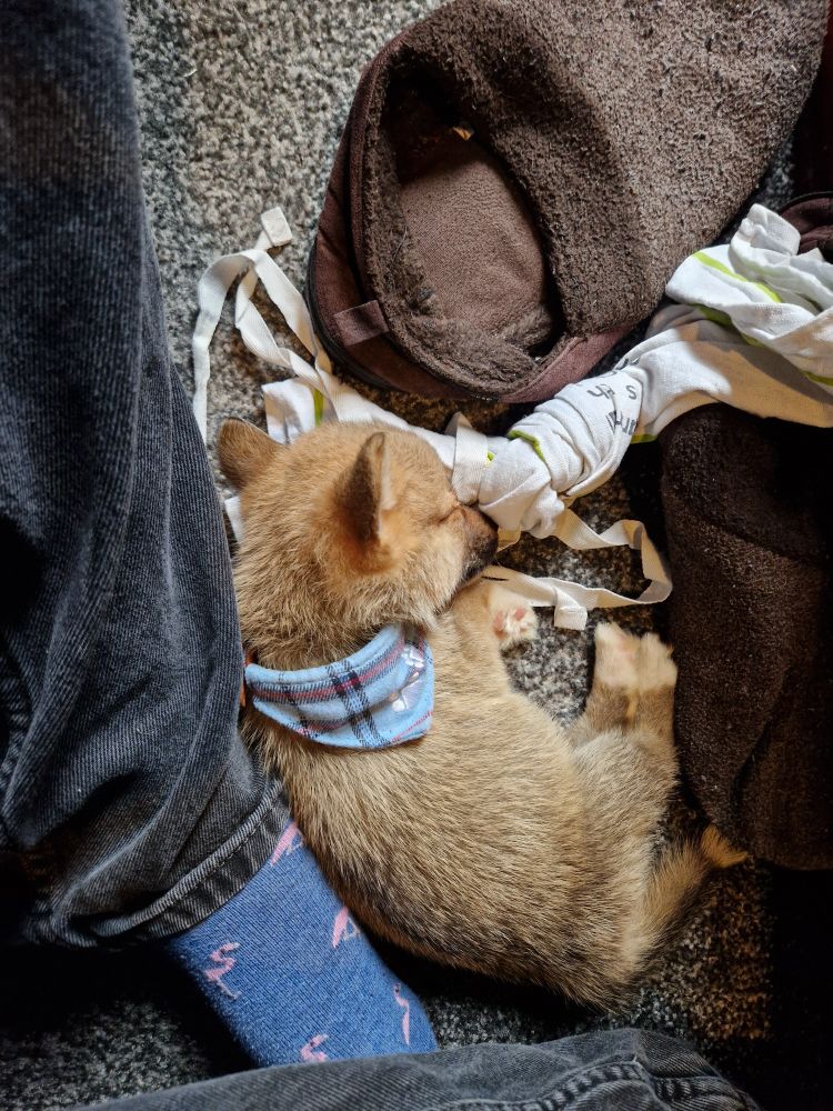 Noodle the shiborgi asleep on the carpet between my feet and my slippers, his head resting on one of his favourite toys - a freebie Ocado tea towel with a knot in the middle.
