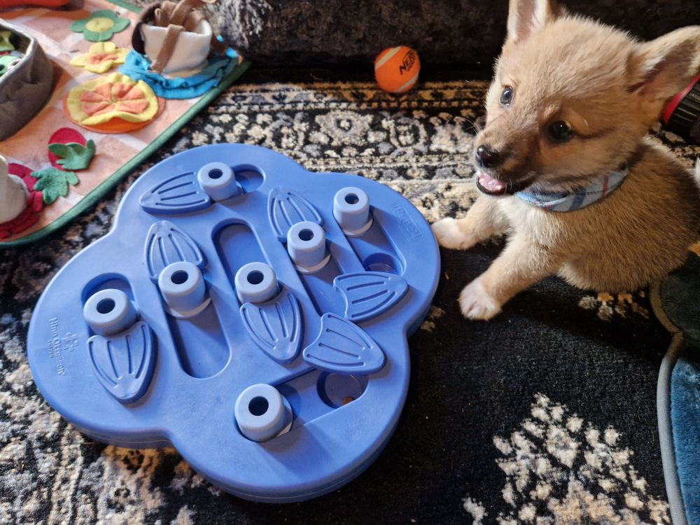 Noodle the shiborgi puppy munching on a treat he pulled out from a sliding block puzzle feeder. His expression seems to be saying "Yeah!"