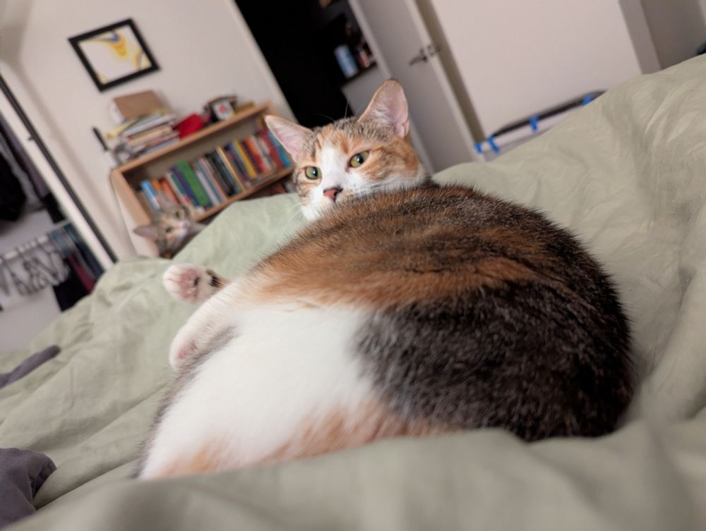 A low angle picture of a cat makes her appear extremely large and round