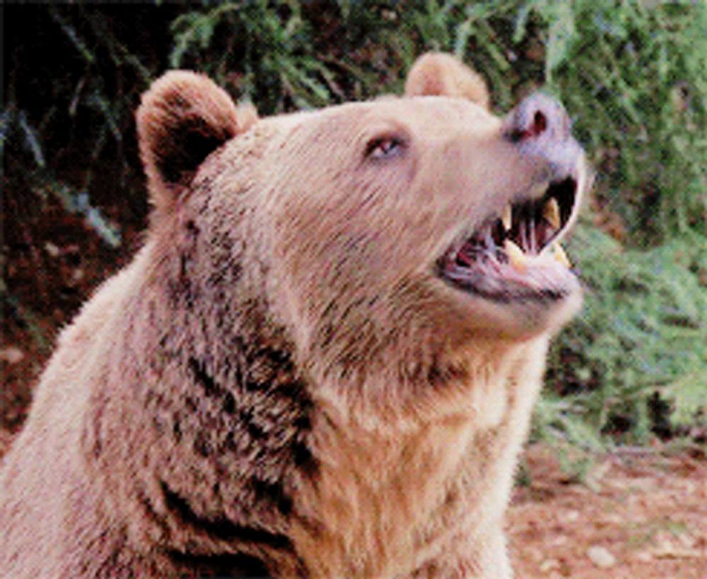 a close up of a brown bear with its mouth wide open