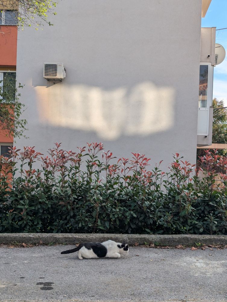 Black and white cat crouching on pavement in front of a wall with a shadow. Lush greenery with red-tipped leaves lines the building's base, creating a serene scene.