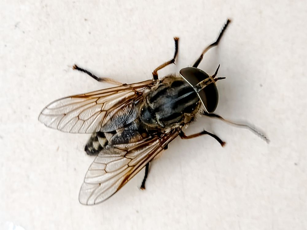 Een grijze runderdaas (Tabanus autumnalis) zit op mijn vensterbank.