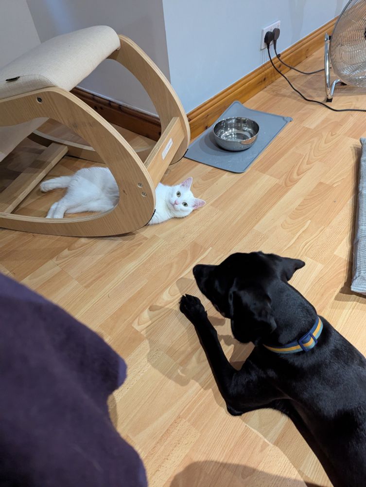 A white cat looks up innocently under a kneeling chair while a black dog lies on the floor looking at him. 